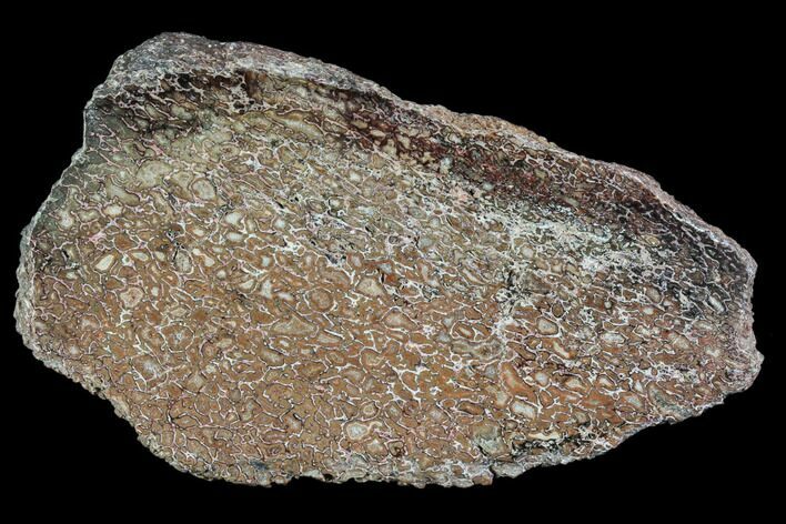 Polished Dinosaur Bone (Gembone) Section - Morocco #107013